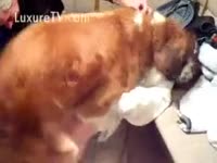Redhead dog fucking a redhead white wife